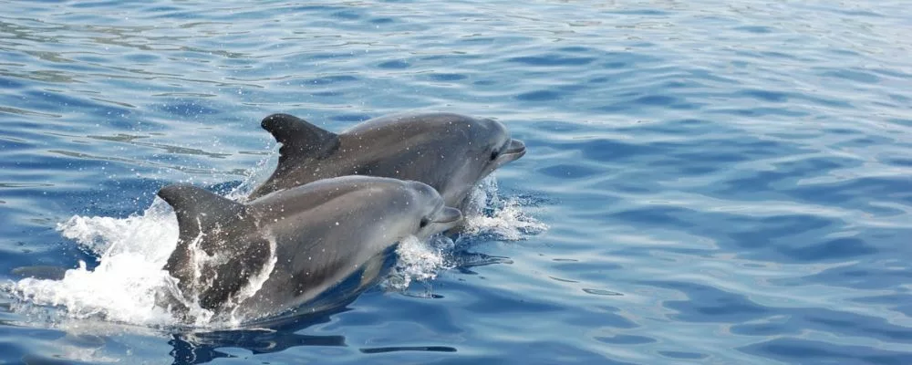 dauphins-kantaoui